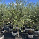 Olivovník európsky (Olea europaea) ´ARBEQUINA´ - výška 180-200 cm, obvod kmeňa 25/30 cm, kont. C45L (-12°C)